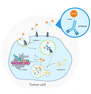抗体内化效率评估工具——DT3C重组蛋白