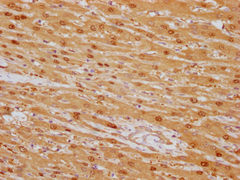 CSB-MA908650-IHC-2