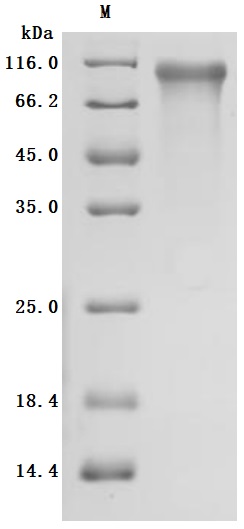 CSB-MP005055HU1 SDS