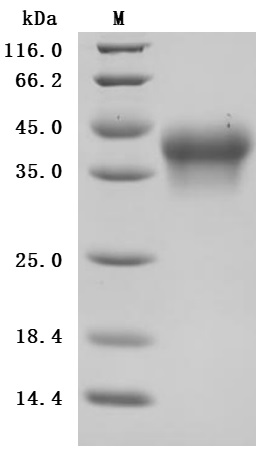 CSB-MP011649HU3 SDS