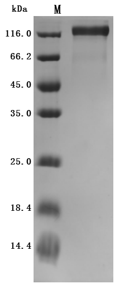 CSB-MP013481RA SDS