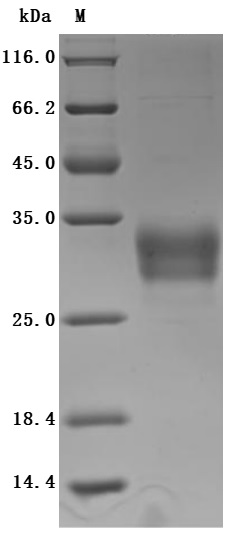 CSB-MP855470HUh7 SDS