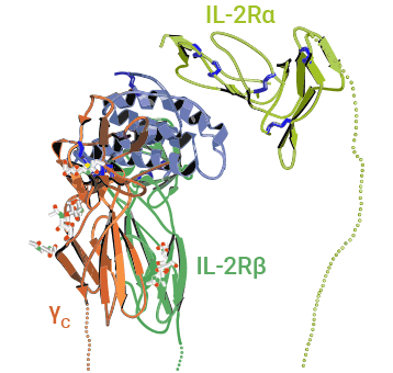 IL-2与IL-2α、β和γ链受体复合物结构示意图