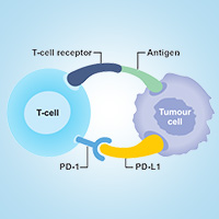 Immune Checkpoints