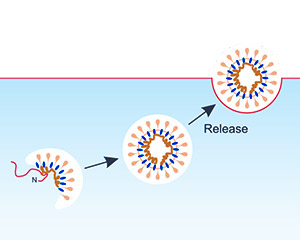 Nanoparticle 技术平台