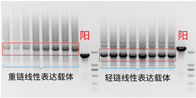 线性表达载体构建