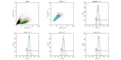 获得的抗体进行FACS验证