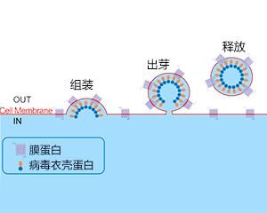 病毒样颗粒 (VLPs) 技术平台