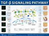 TGF-β信号通路图