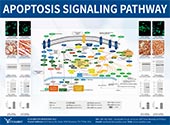 Apoptosis信号通路图