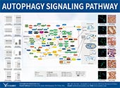 Autophagy信号通路图