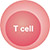 T cell