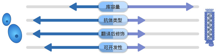 哺乳动物细胞展示 vs. 噬菌体展示