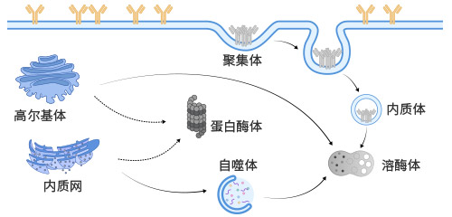 哺乳动物细胞展示质量控制