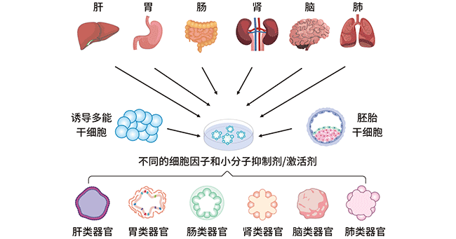 人类不同类器官的建立过程