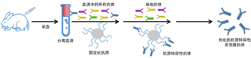 多克隆抗体定制服务流程